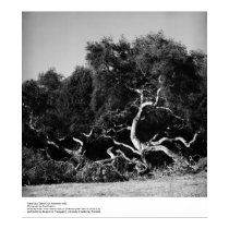 Trees Near Santa Cruz, 1962, by Ansel Adams posters