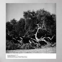 Trees Near Santa Cruz, 1962, by Ansel Adams Posters
