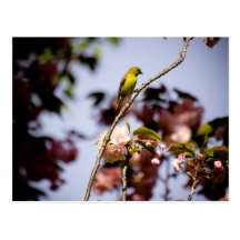 Trees of Birds Postcards