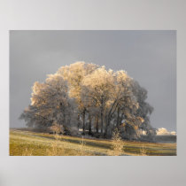 Trees on a frosty morning print