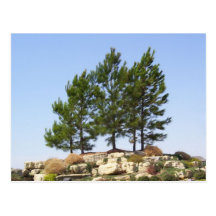 Trees on Top Post Card