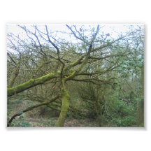 Trees Photo Art