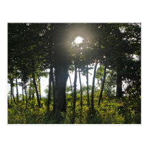 Trees Post Card
