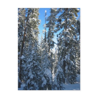 Trees Postcards by johngrey