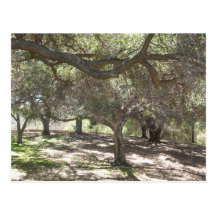 Trees - postcard