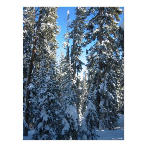 Trees Postcards