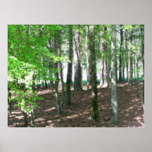 Trees Poster