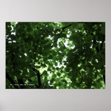 trees posters