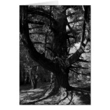 Trees, UC Santa Cruz, 1963 Greeting Card