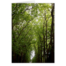 Treetops Greeting Cards