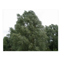 Treetops Postcard