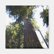Treetops. Refrigerator Magnet