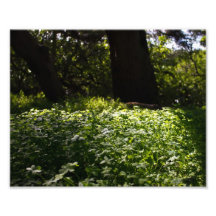 Trèfles d'été photos d’art