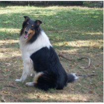 Tri-colour Collie photo sculpture