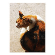 Tricolor Cat Invitation