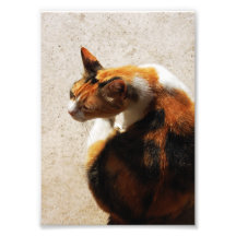 Tricolor Cat Photo