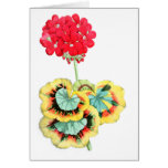 Tricolor-Leaved Pelargonium, Meteor cards