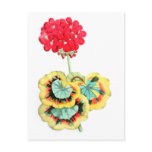 Tricolor-Leaved Pelargonium, Meteor postcards