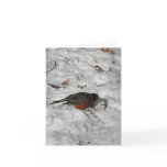 Trilingual- Xmas & New Year-American Robin and Ber Card