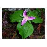 Trillium Card