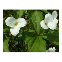 Trillium Post Card