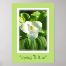 Trillium Posters