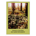 Trillium Treasures in the Woods Cards