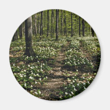 Trilliums, Morgan Arboretum, Montreal, Quebec Red Magnet