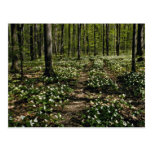 Trilliums, Morgan Arboretum, Montreal, Quebec Red Postcard
