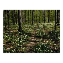 Trilliums, Morgan Arboretum, Montreal, Quebec Red postcards