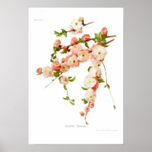 Triloba de Prunus (amande fleurissante) Affiche