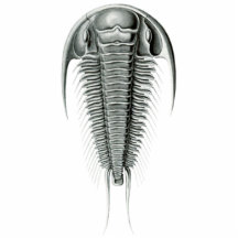Trilobite Cutout Magnet/Sculpture Photo Cut Outs