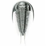 Trilobite Cutout Magnet/Sculpture Photo Cut Outs
