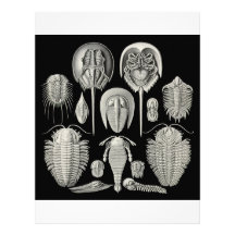 Trilobite! Letterhead Template