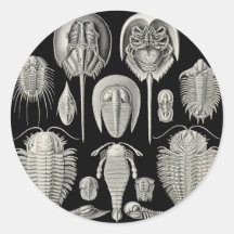 Trilobite! Round Stickers