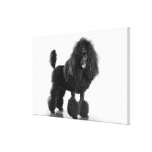 Trimmed black poodle canvas prints