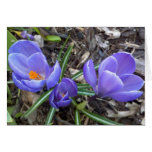 Trio bleu de crocus carte