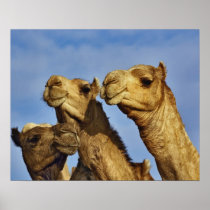 Trio of camels, camel market, Cairo, Egypt