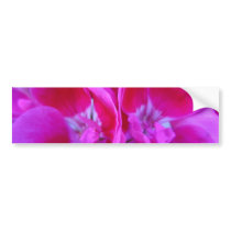 Trio of Hot Pink Geraniums