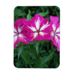 Trio of Hot Pink Phlox magnets