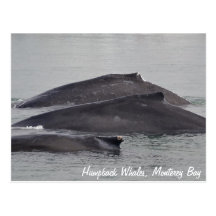 Trio of Humpback Whales Postcard