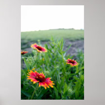 Trio of Indian Blankets Print