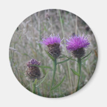 Trio of purple thistles magnets