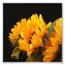 Trio of Sunflowers Photo Print