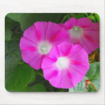 Trio rose de gloires de matin tapis de souris