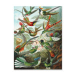 Trochilidae Hummingbirds, Ernst Haeckel Post Card