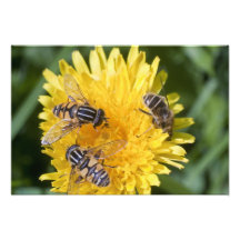 Trois abeilles d'abeilles pas trop impression photo