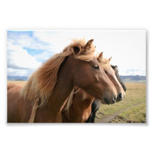 Trois chevaux dans une photo de rangée