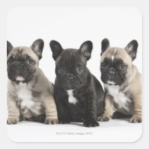 Trois chiots de pure race autocollants carrés