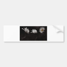 Trois Daisies3 Adhésif Pour Voiture